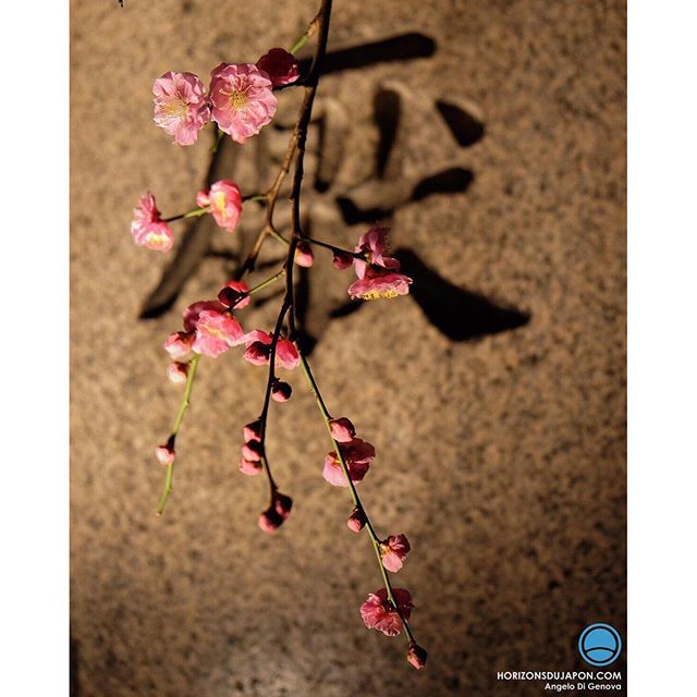 Fleurs de prunier nocturne