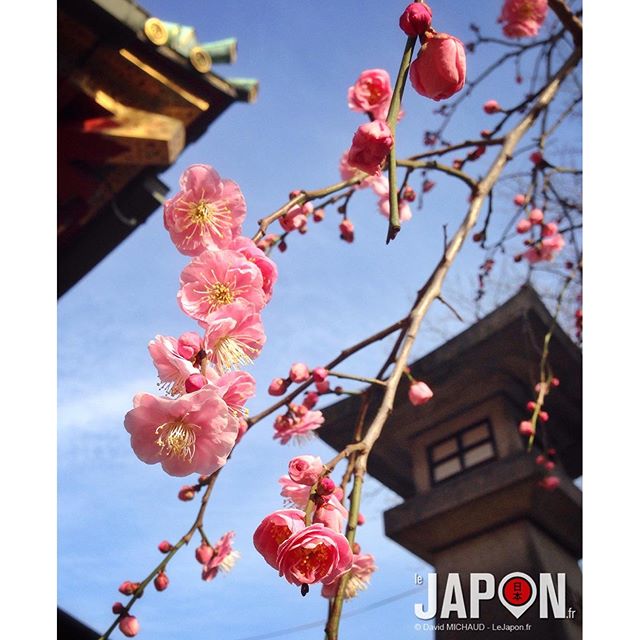 A Tokyo, le printemps c’est maintenant !