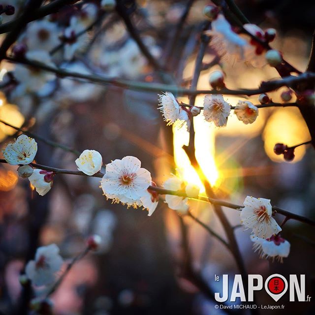 Pruniers de Ueno aujourd’hui ! Ce weekend il fera 23° ! Donc on devrait atteindre le pic de floraison :)
