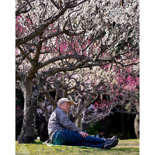 Les cerisiers en fleur c’est pour bientôt, mais en attendant on peut parfois encore profiter des pruniers