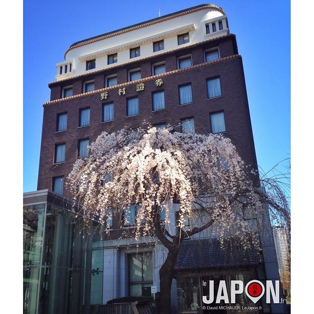 Les Sakura à Tokyo commencent à être bien ! #SakuraReport #TokyoSafari