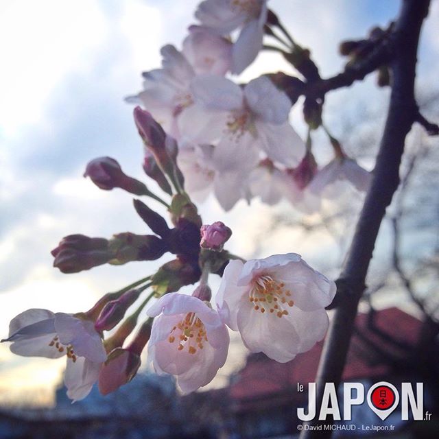 Let’s start Sakura ! Ca y est la floraison commence sur Tokyo & Yokohama ! #SakuraReport