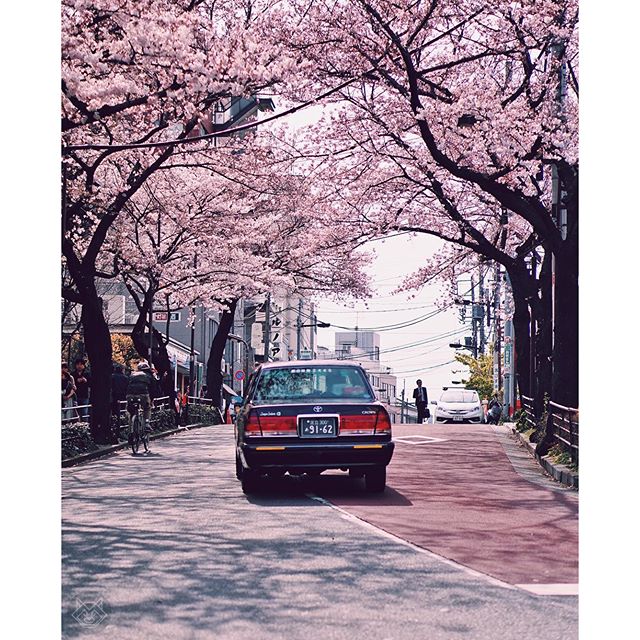 Sakura Road