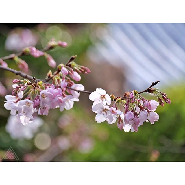 #SakuraReport Quelques branches commencent à être jolies sur Osaka