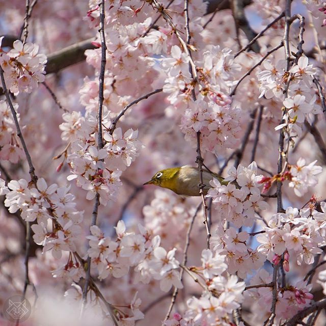 Le Printemps