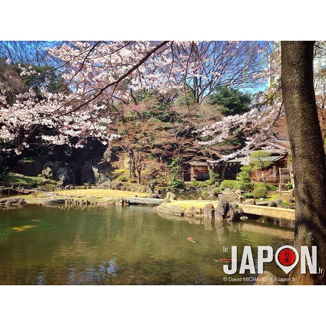 Relaxe sous les Sakura…