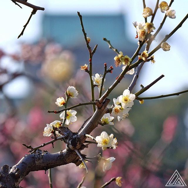 Pruniers en fleur sous le regard bienveillant du château d’Osaka