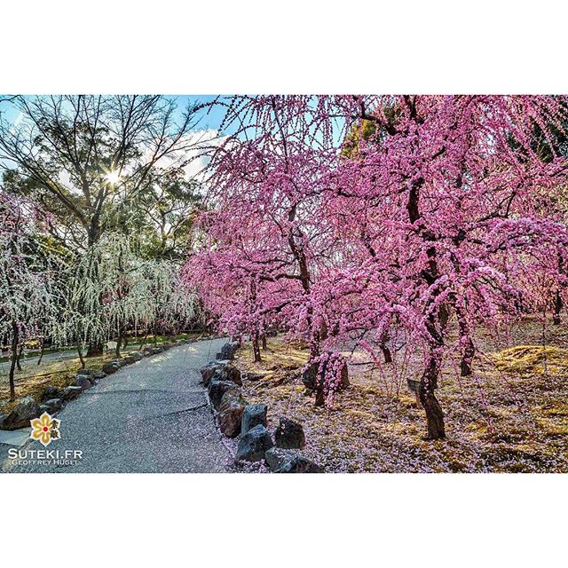 Les pruniers en fleur symbolisent l’arrivée du printemps ! #japon #kyoto