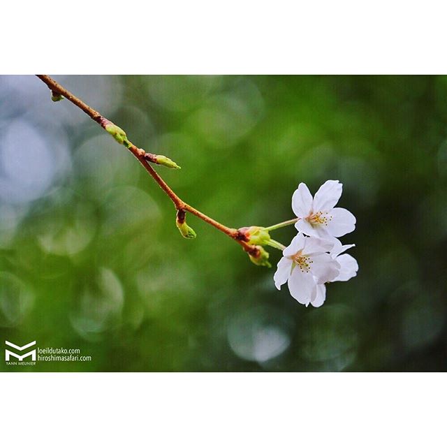 Sakura du matin.