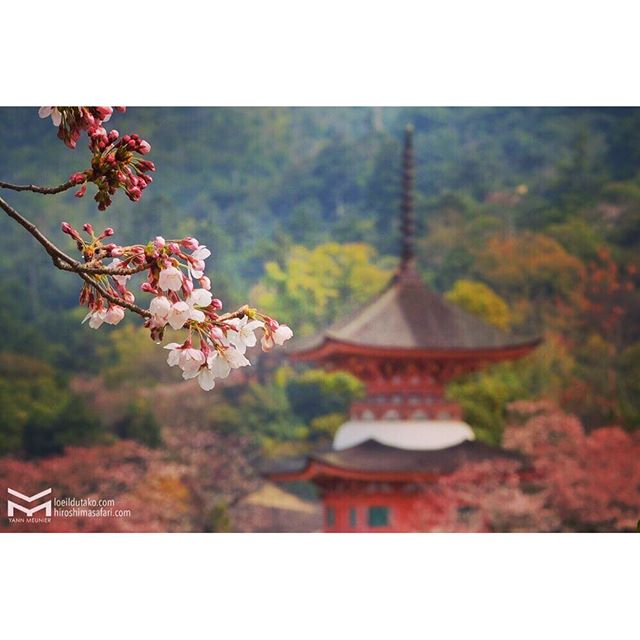 Les sakuras sont encore assez éparses.. Encore quelques jours 😁