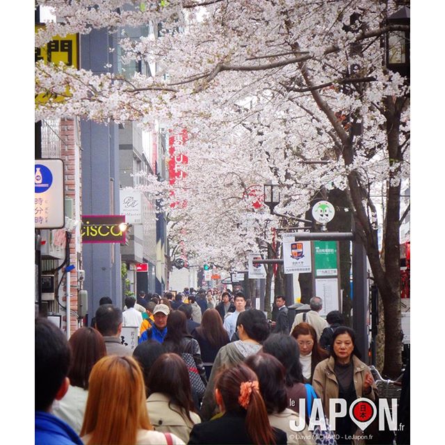 Floraison très disparate des Sakura à Tokyo cette année ! Dans certains coins ils sont déjà à 100%… D’autres à peine 20%