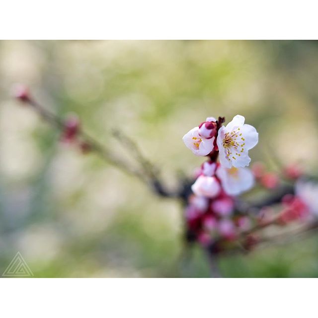 C’est un jour de mémoire mais pour moi ce sera désormais avant tout celui d’une fleur qui éclôt