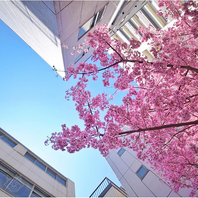 Sakura bien caché entre les immeubles pendant nos pérégrinations avec @manikenoke