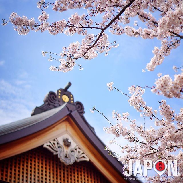 Encore une belle journée à chasser le Sakura ! Malgré les prévisions (fausses) météo pluvieuses… #TokyoSafari #SakuraReport
