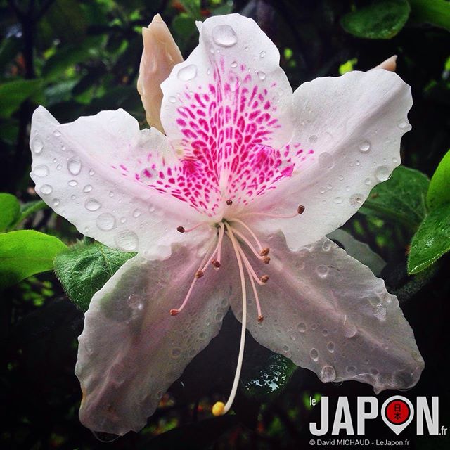 Après les Sakura, c’est les Azalées à Tokyo !