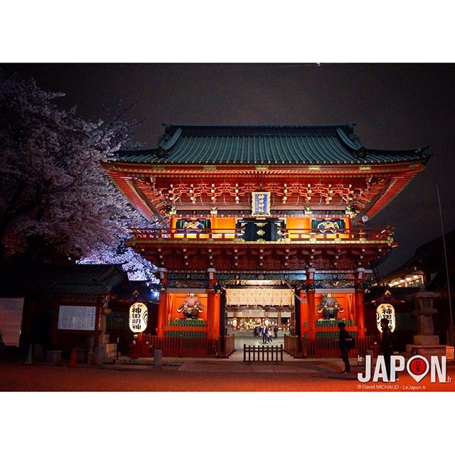 Tokyo Sakura Night ! #TokyoSafari