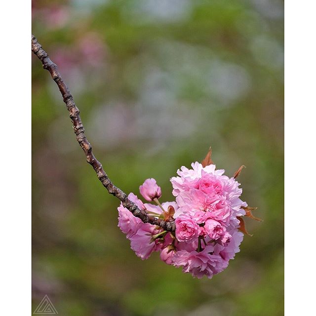 Certaines espèces de cerisier fleurissent maintenant