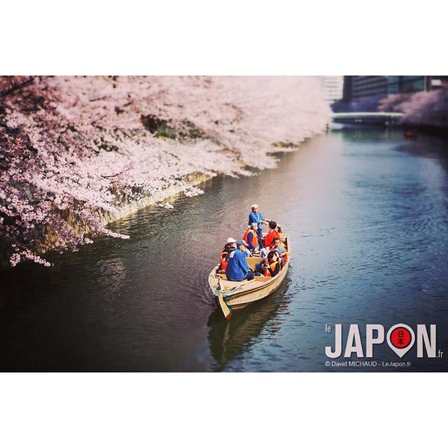 On a bien profité des Sakura aujourd’hui à Tokyo, car demain avec la pluie ça va mettre un terme au 100% fleuri… #TokyoSafari