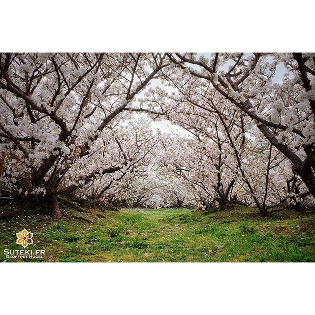 Alors que tout espoir semblait perdu… Quand il y en a plus, il y en a encore ;) #japon #kyoto #kyotosafari