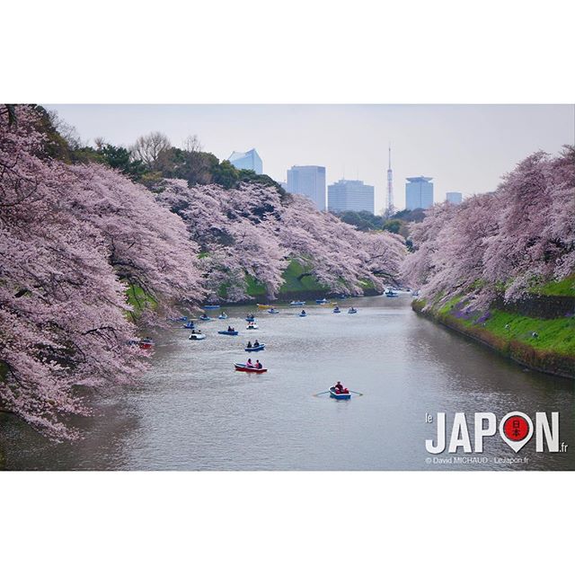 Tokyo 100% Sakura ! #TokyoSafari