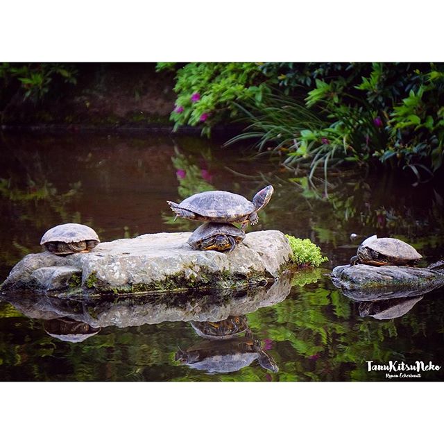 Les tortues de Tokyo s’entraînent déjà pour les Jeux Olympiques de 2020