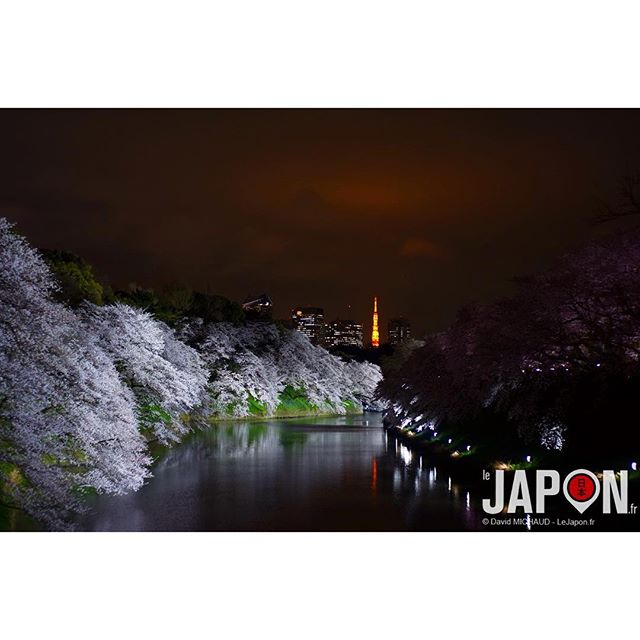 Sakura du soir à Tokyo ! Bonne nuit ! : ) #TokyoSafari