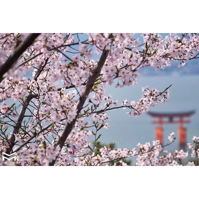 Vue dégagée sur le O-torii !