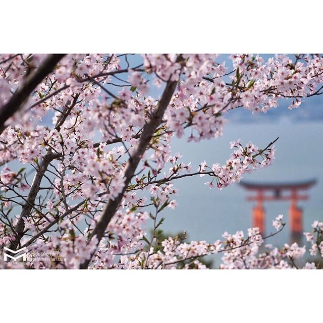 Vue dégagée sur le O-torii !