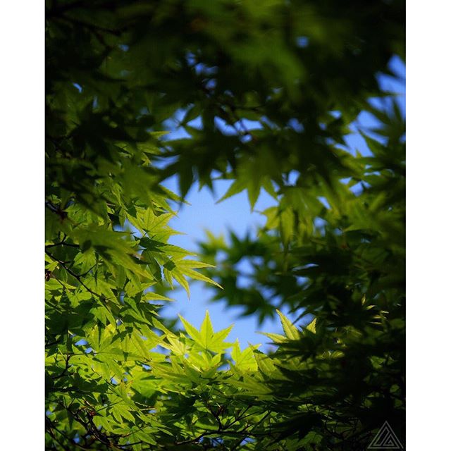 C’est le printemps, le moment où la chlorophylle entre en scène