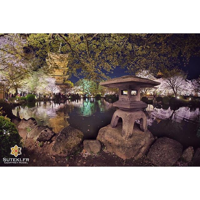 Les illuminations sont toujours des moments magiques #japon #kyoto #kyotosafari