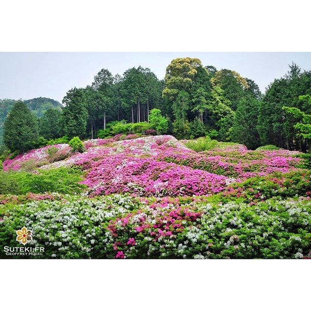 Azalées par milliers !! Qui a dit que le printemps n’était synonyme que de cerisiers ? :) #japon #kyoto #kyotosafari