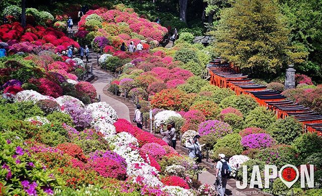 Il n’y a pas que les Sakura comme jolies fleurs à Tokyo ! Les azalées et rhododendrons font aussi le spectacle ! :D