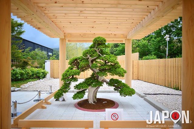Un des plus beau bonsaï du Japon au #G7 ! #bonsai #iseshima #ise