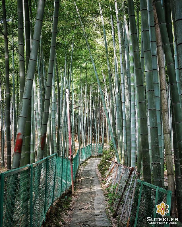 J’aime bien cette petite bambouseraie déglinguée aussi #japon #kyoto #kyotosafari