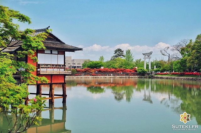 Les beaux jours de printemps #japon #kyoto #kyotosafari