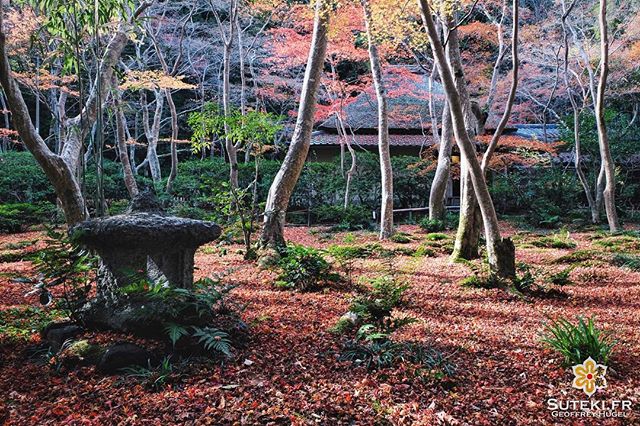 Vivement l’automne ! #japon #kyoto