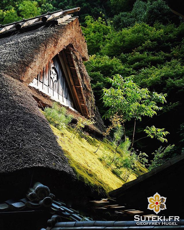 Pousse-mousse #japon #kyoto #kyotosafari