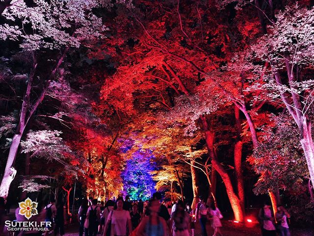 Magical Forest #japon #kyoto #kyotosafari