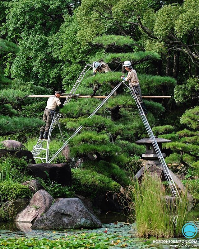 L’automne arrive, on bichonne à nouveau les pins