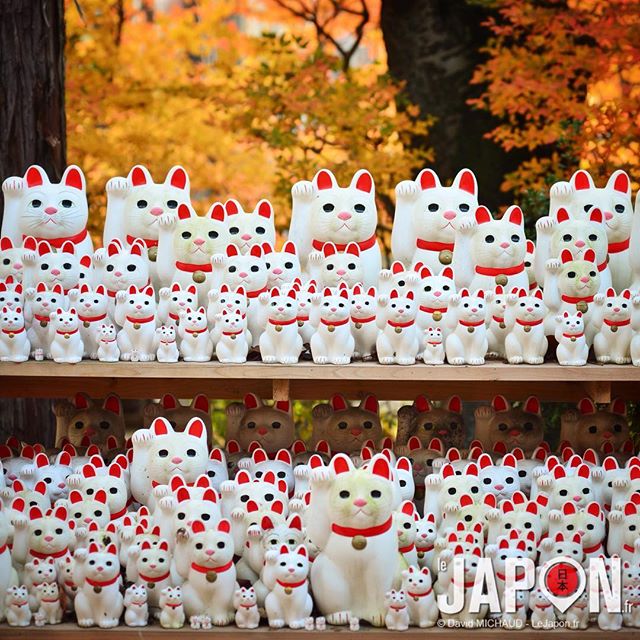 En 2012 je présentais l’inconnu Gotoku-ji (temple dédié aux Maneki Neko -chat de la fortune-) à Tokyo… Aujourd’hui tout le monde y va… #TokyoSafari