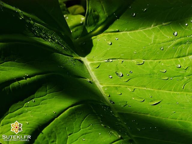 Il y a tant de belles photos à faire au jardin botanique ! #japon #kyoto