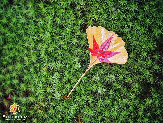 Automne 2 en 1 #japon #kyoto #kyotosafari