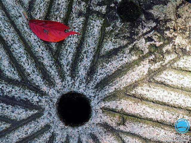 Adieu feuille de cerisier, arbre-star au printemps, qui s’éteint finalement dans l’indifférence en automne