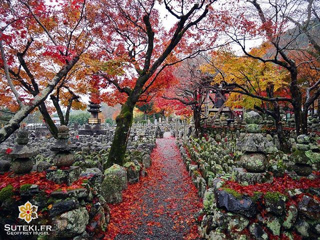 Une belle journée pluvieuse #japon #kyoto #kyotosafari