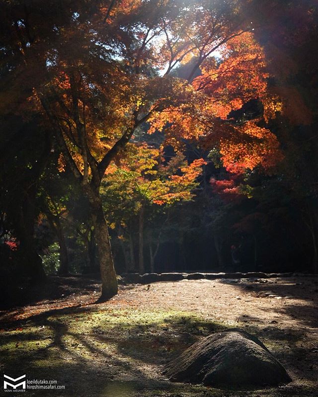 Encore une belle journée de safari 🍁