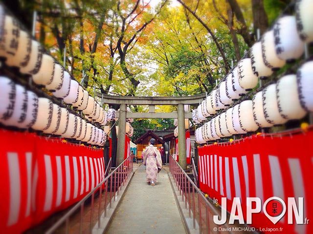 Du 11 au 23 Novembre, beaucoup de sanctuaires seront à la fête sur Tokyo ! #TokyoSafari