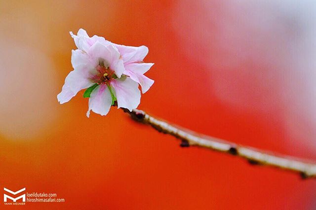 Plaisir rétinien : les cerisiers d’hiver sur fond d’érables.🌸🍁