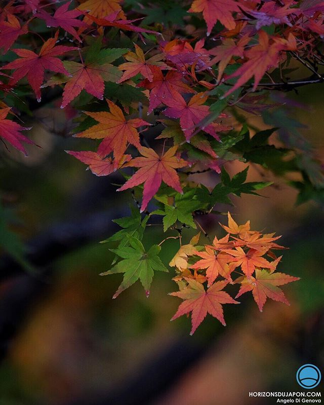 Comme l’année dernière, cet automne est un peu bizarre sur Osaka. L’embrasement des couleurs est disparate. Des feuilles vertes, oranges et rouges, parfois sur la même branche. Ça a son charme aussi mais ce n’est pas ce qu’on attend des érables japonais :)