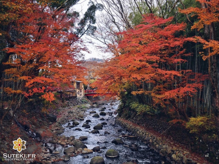 Flamboyante nature #japon