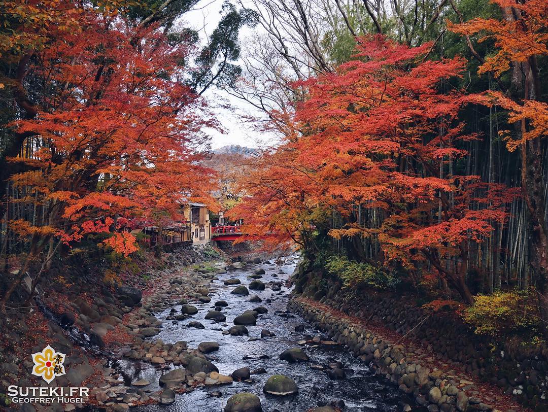 Flamboyante nature #japon